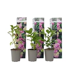 Plant box hydrangea for sale  Delivered anywhere in UK