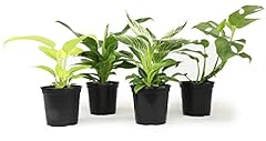 Philodendron plant live for sale  Delivered anywhere in USA 