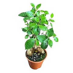 Plantvers bonsai ginseng for sale  Delivered anywhere in USA 