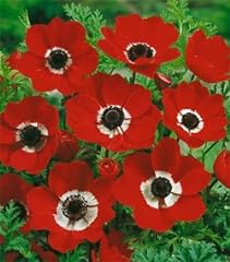 Anemone coronaria hollandia for sale  Delivered anywhere in USA 