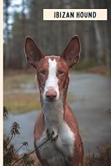 Ibizan hound funny for sale  Delivered anywhere in UK