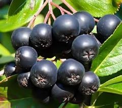 Aronia viking black for sale  Delivered anywhere in USA 