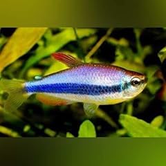 Blue emperor tetra for sale  Delivered anywhere in USA 