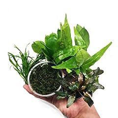Greenpro aquarium plants for sale  Delivered anywhere in USA 