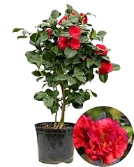 Large camellia tree for sale  Delivered anywhere in USA 