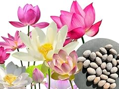 Stk premium lotus gebraucht kaufen  Wird an jeden Ort in Deutschland