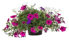 Petunia plants celebration for sale  Delivered anywhere in UK