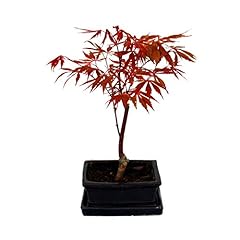 Exotenherz bonsai japanischer gebraucht kaufen  Wird an jeden Ort in Deutschland