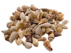 Sea shells small for sale  Delivered anywhere in UK