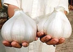 Fresh elephant garlic for sale  Delivered anywhere in USA 