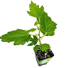 Beer black fig for sale  Delivered anywhere in USA 
