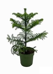 Araucaria 38cm ø14cm d'occasion  Livré partout en France
