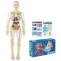 5cm anatomie modell gebraucht kaufen  Wird an jeden Ort in Deutschland
