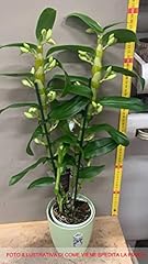 Generic pianta orchidea usato  Spedito ovunque in Italia 