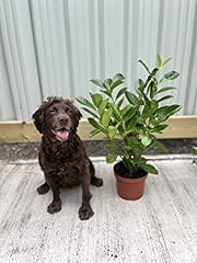 Laurel hedging plant for sale  Delivered anywhere in UK