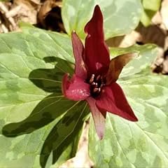 Red toadshade trillium for sale  Delivered anywhere in USA 