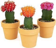 Grafted cactus plants for sale  Delivered anywhere in USA 