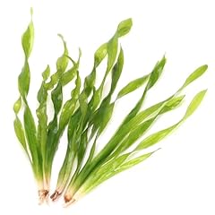 K2aqua vallisneria torta for sale  Delivered anywhere in UK