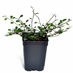Muehlenbeckia complexa fairy for sale  Delivered anywhere in USA 