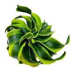 Bubbleblooms dracaena tornado for sale  Delivered anywhere in USA 