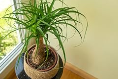 Ponytail palm seeds for sale  Delivered anywhere in USA 