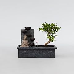 Plant box bonsai usato  Spedito ovunque in Italia 