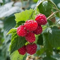 Carbeth plants fruit for sale  Delivered anywhere in UK