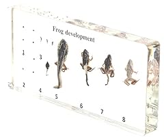 Lifecycle frog development for sale  Delivered anywhere in USA 