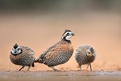 Bobwhite quail eggs for sale  Delivered anywhere in USA 
