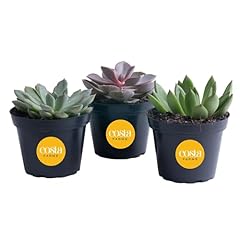 Costa farms live for sale  Delivered anywhere in USA 