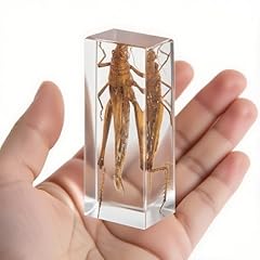 Locust clear resin for sale  Delivered anywhere in USA 