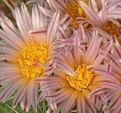 Semi thelocactus lausseri usato  Spedito ovunque in Italia 