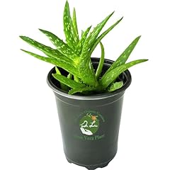 Dr. organic aloe for sale  Delivered anywhere in USA 