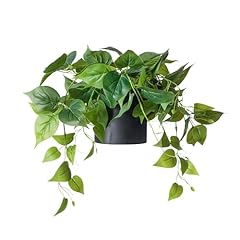 Forever leaf small for sale  Delivered anywhere in USA 
