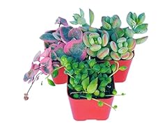 Succulents plants live for sale  Delivered anywhere in USA 