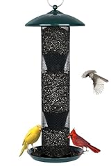 Gtongoko finch bird for sale  Delivered anywhere in USA 