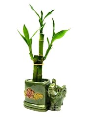Set lucky bamboo for sale  Delivered anywhere in USA 