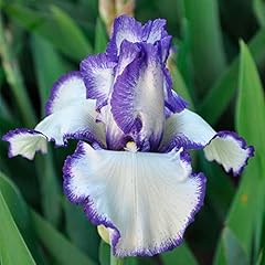 Iris germanica blue for sale  Delivered anywhere in UK