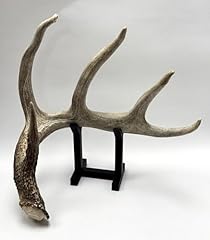 Deer shed antler for sale  Delivered anywhere in USA 