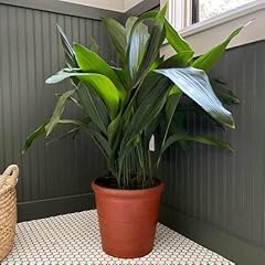 50pcs green fresh for sale  Delivered anywhere in UK