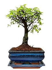 Bonsai trees for sale  Delivered anywhere in UK