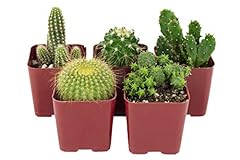 Shop succulents touch for sale  Delivered anywhere in USA 
