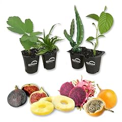 Tropical fruit variety for sale  Delivered anywhere in USA 