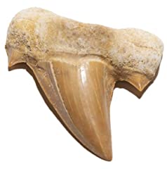 Tenet fossili usato  Spedito ovunque in Italia 