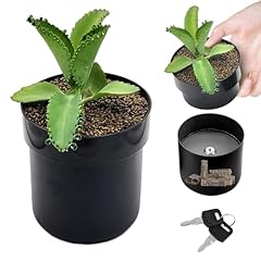 Pasdrucn novelty plant for sale  Delivered anywhere in UK