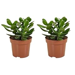 Bloomique lot crassula d'occasion  Livré partout en France