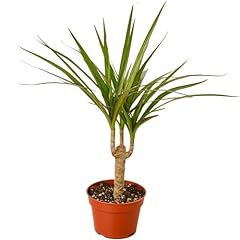 Dracaena marginata cane for sale  Delivered anywhere in USA 