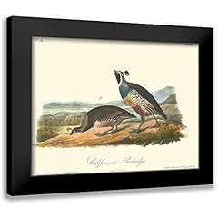 Artdirect audubon john for sale  Delivered anywhere in USA 