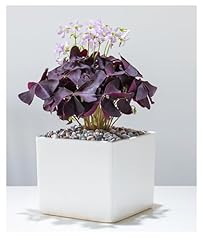 Oxalis triangularis bulbs for sale  Delivered anywhere in UK
