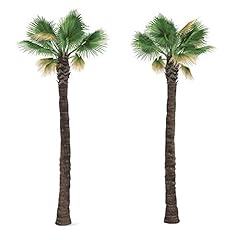 Washingtonia filifera semi usato  Spedito ovunque in Italia 